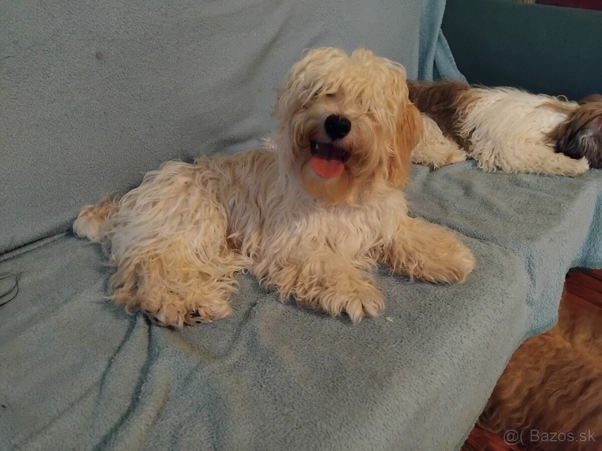 havanský psík - 4