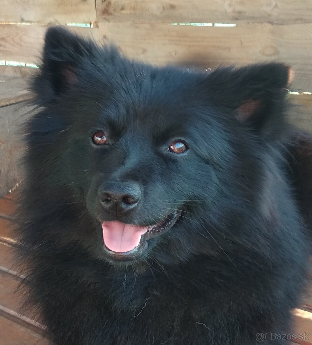 Veľký špic s PP - 4