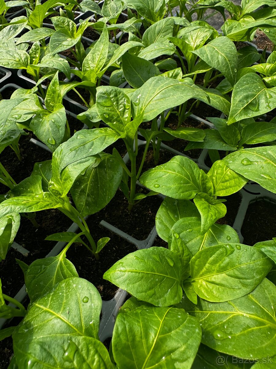 Priesady, planty - 4