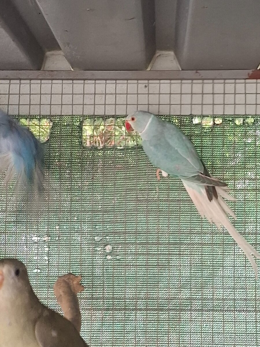 Alexander maly hch - 4