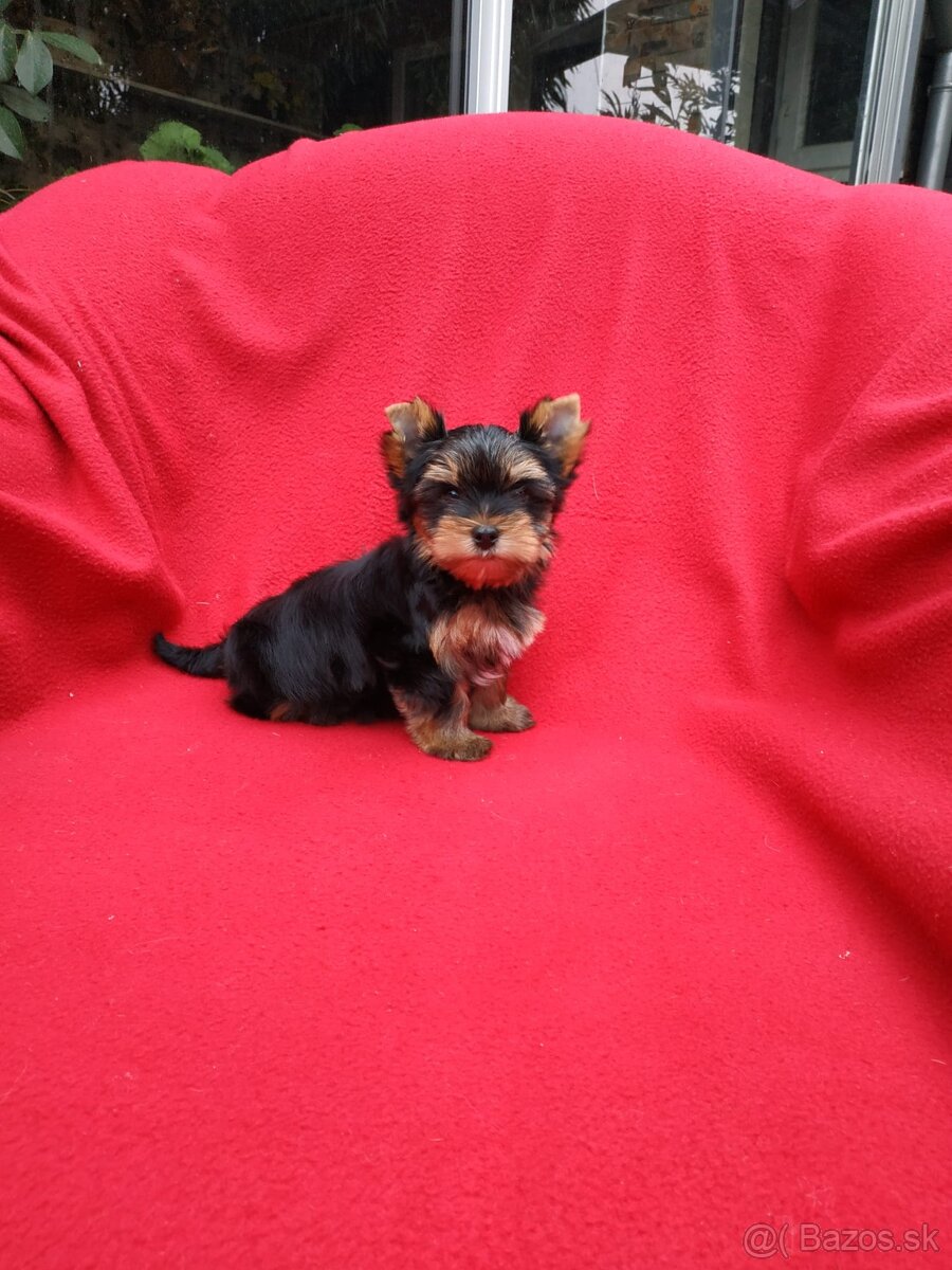 Yorkshirsky terier - 4