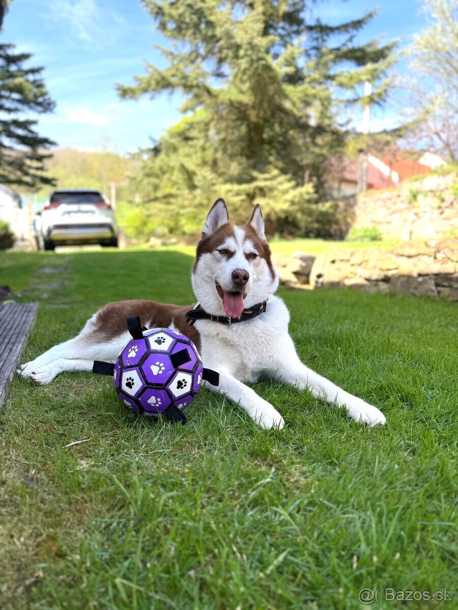 Husky šteniatka-rezervácia - 4