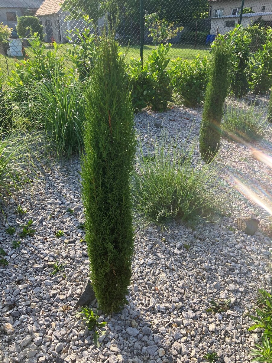 Predám stĺpovité cyprušteky – Cyprus Totem - 4