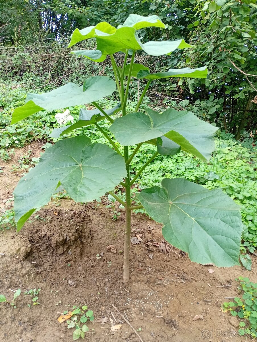 Paulovnia sadenice - 4