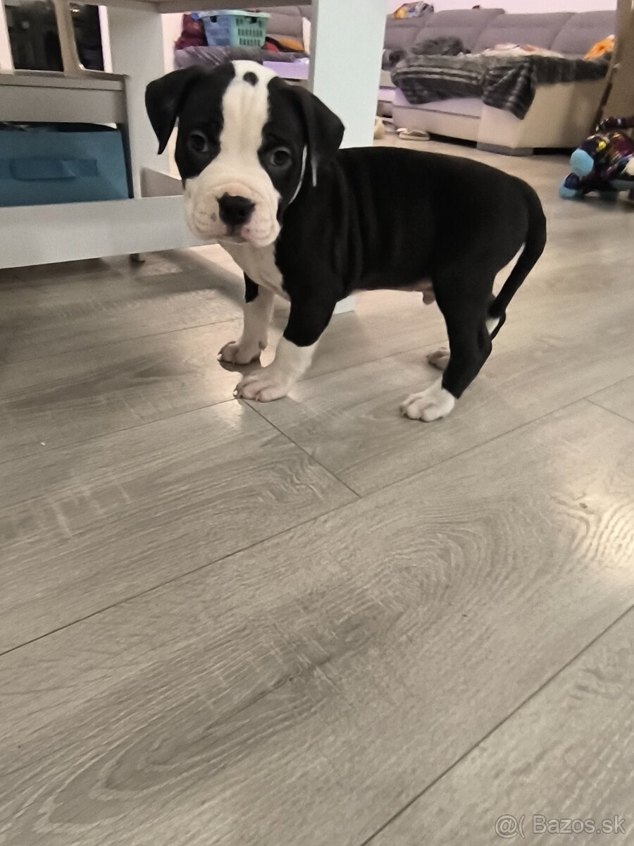 American bully XL - 4