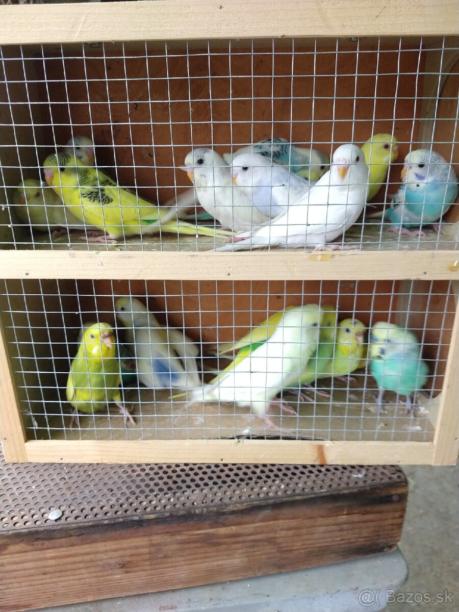 Zebričky, Neofémy, andulky - 4