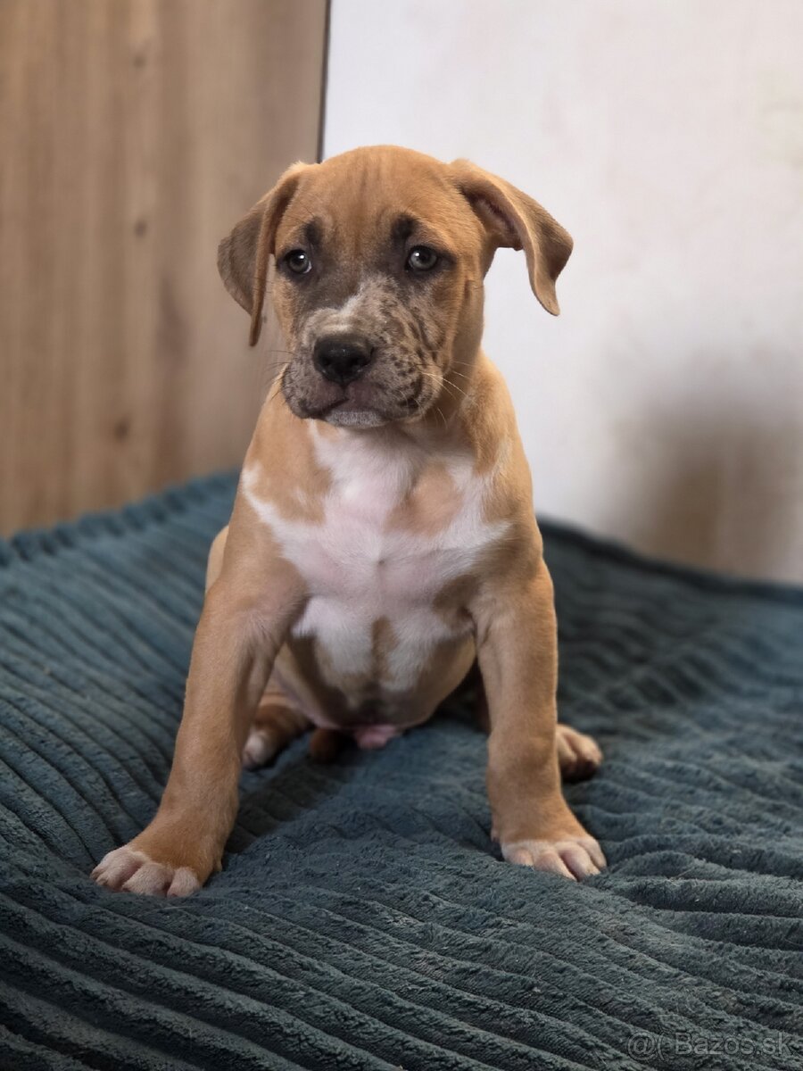 American Bully XL s PP - 4