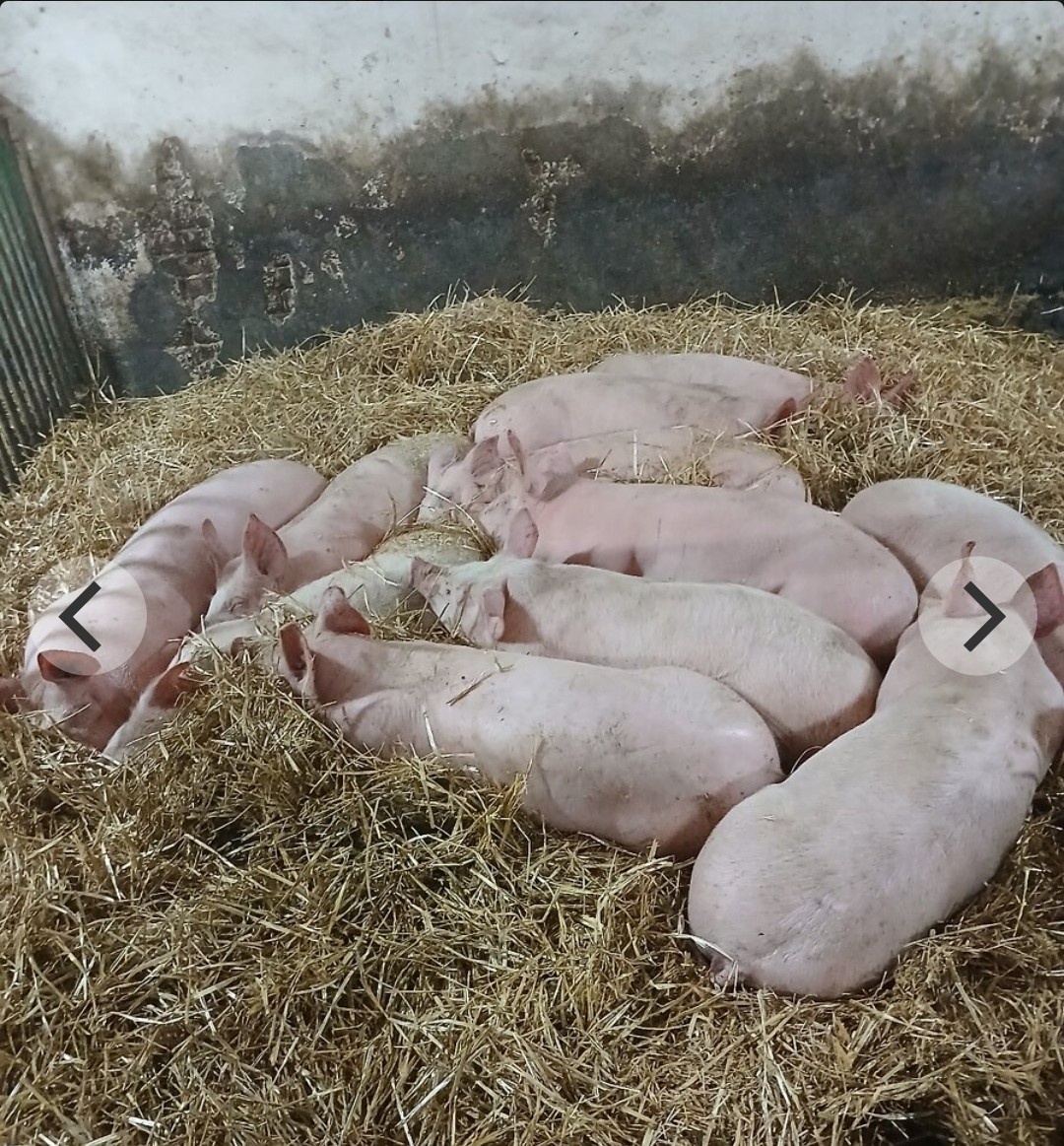 Predám krásne odstavcata - 4