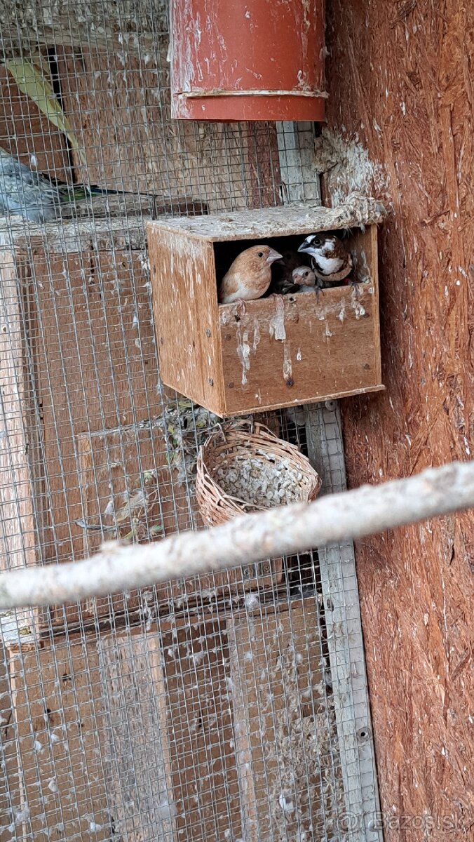 Predám zebricky a pestunky - 4