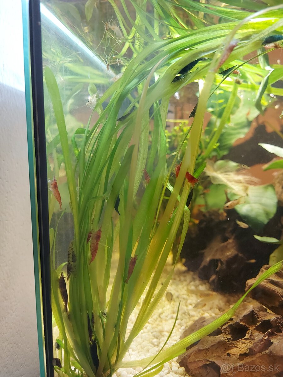 Mini krevetky neocaridina - 4