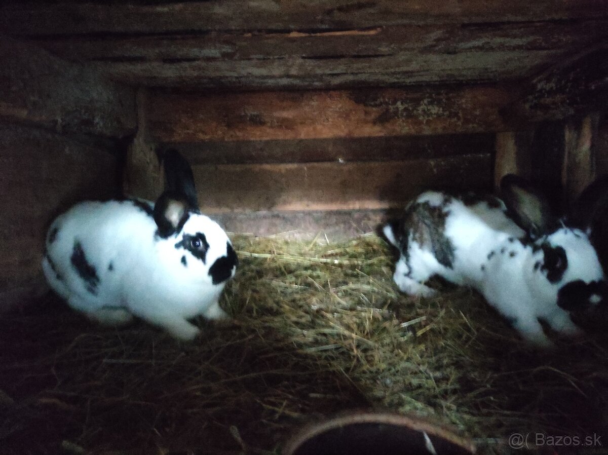 Strakaté králiky - 4