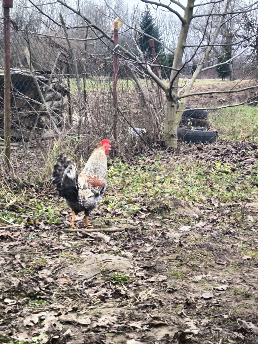 Kohúty Cream Legbar - 4