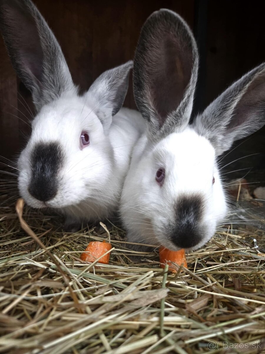Predám králiky - 4