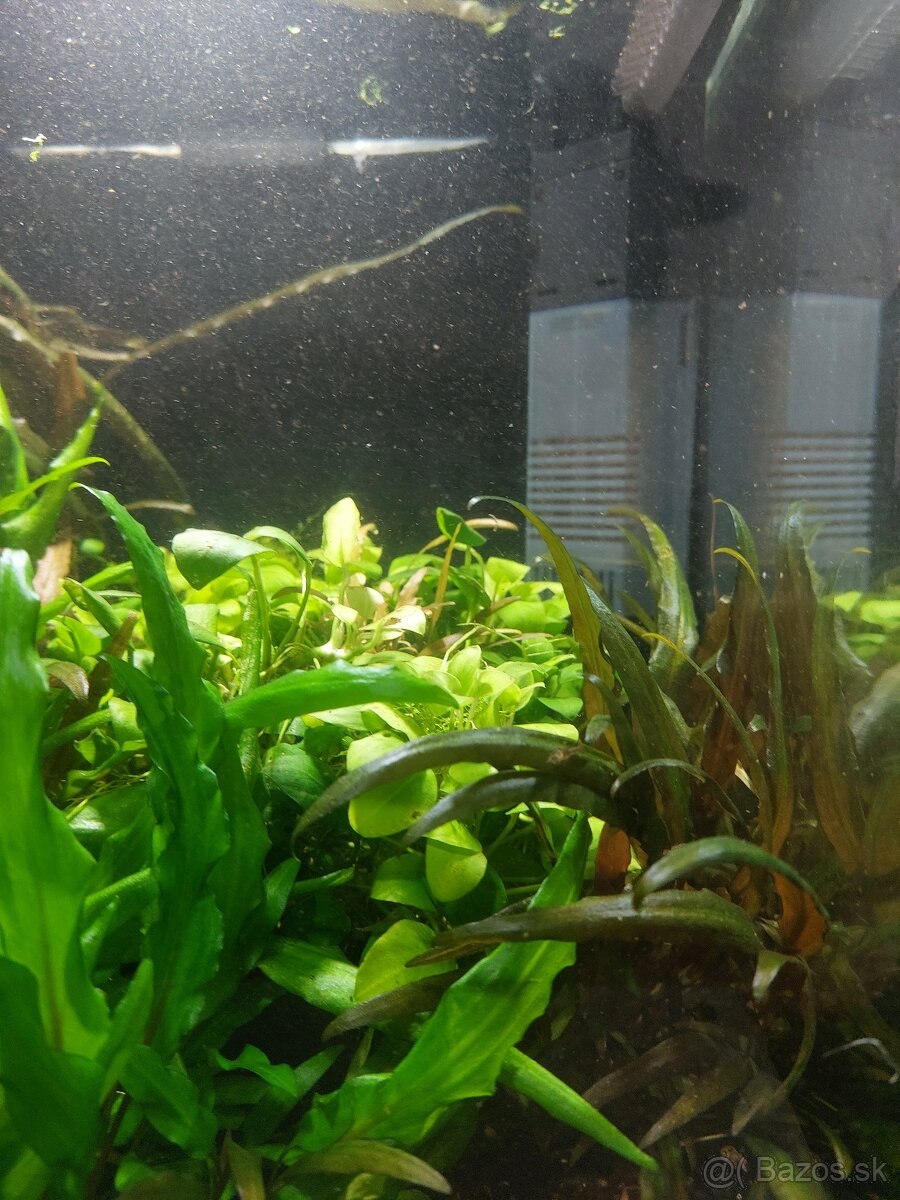 Dennerle 30 l - 4