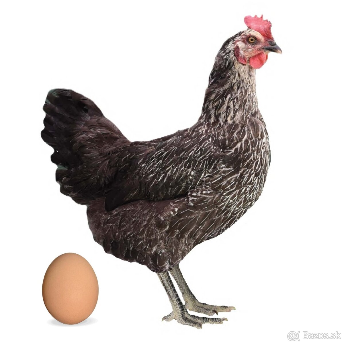 Nosnice, mládky - 4