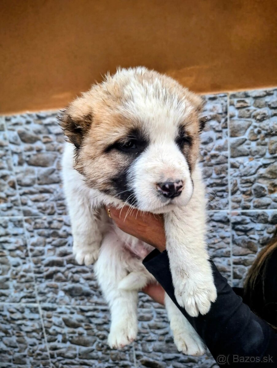 Stredoázijský ovčiak- šteniatká - 4