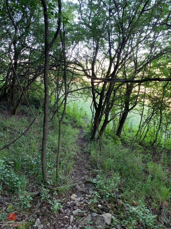 Predaj pozemku v prírode Jedľové Kostoľany - 4