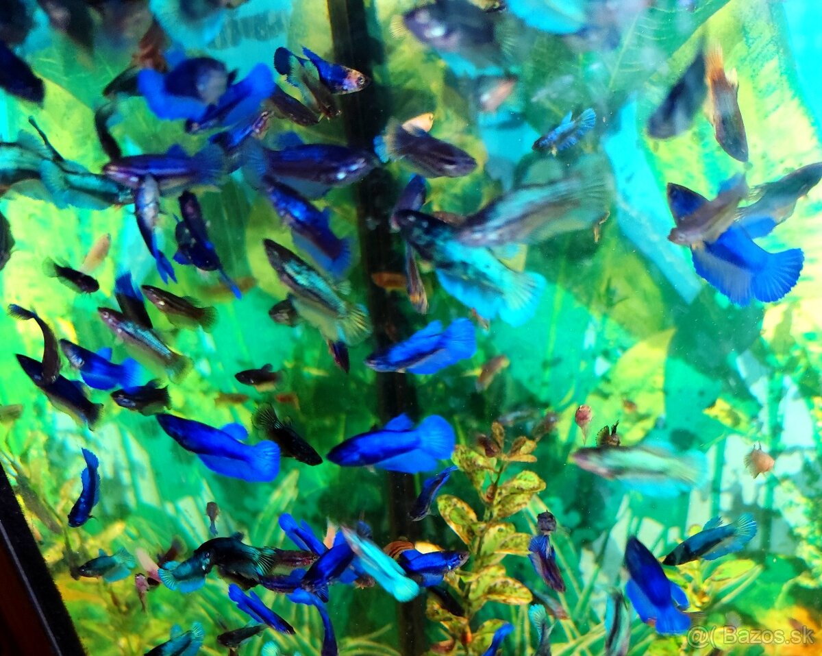 Betta Splendens - Bojovnica Pestrá. - 4