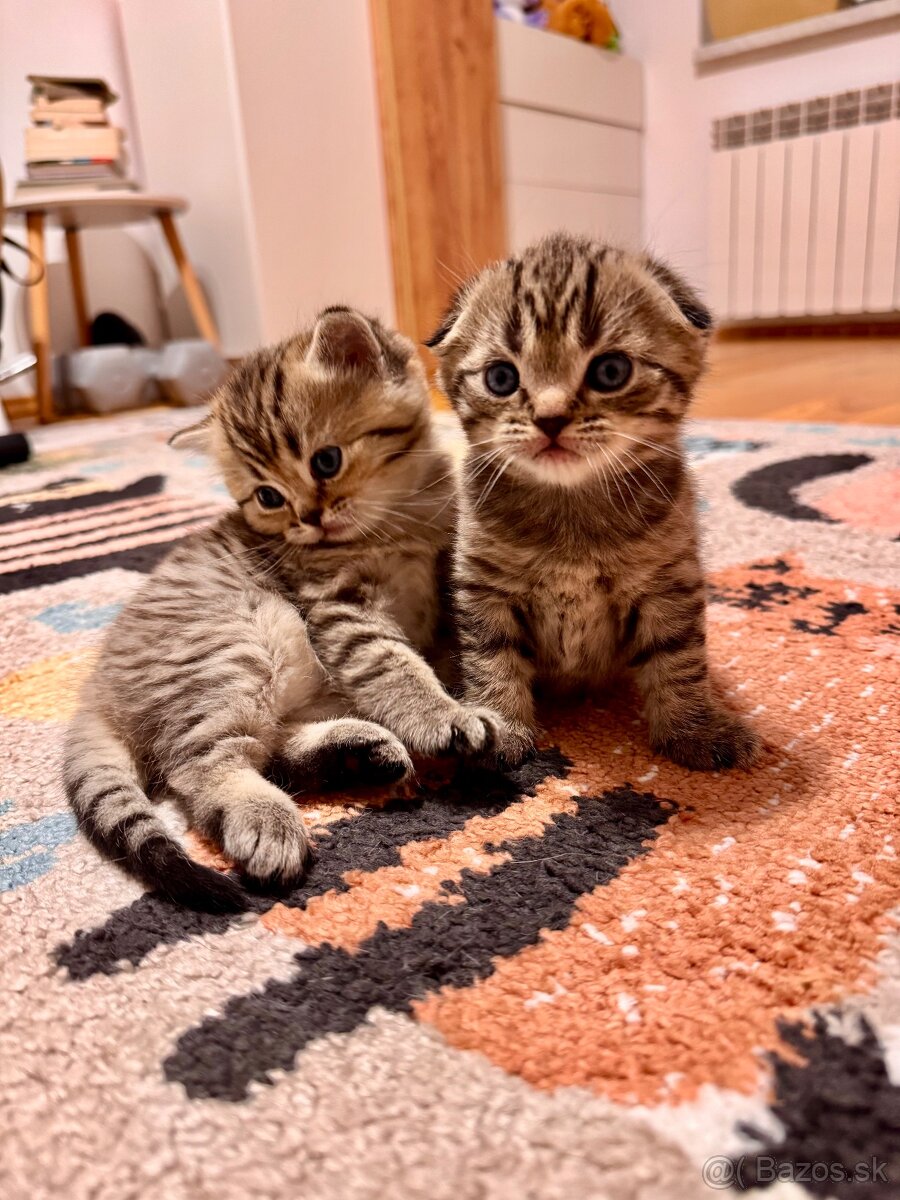 Scottish fold, straight, škótske mačiatka s PP - 4
