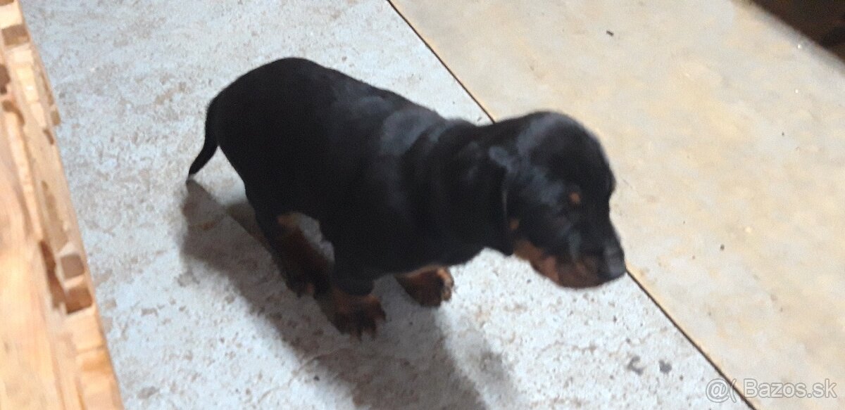 Šteniatka slovenský kopov - 4