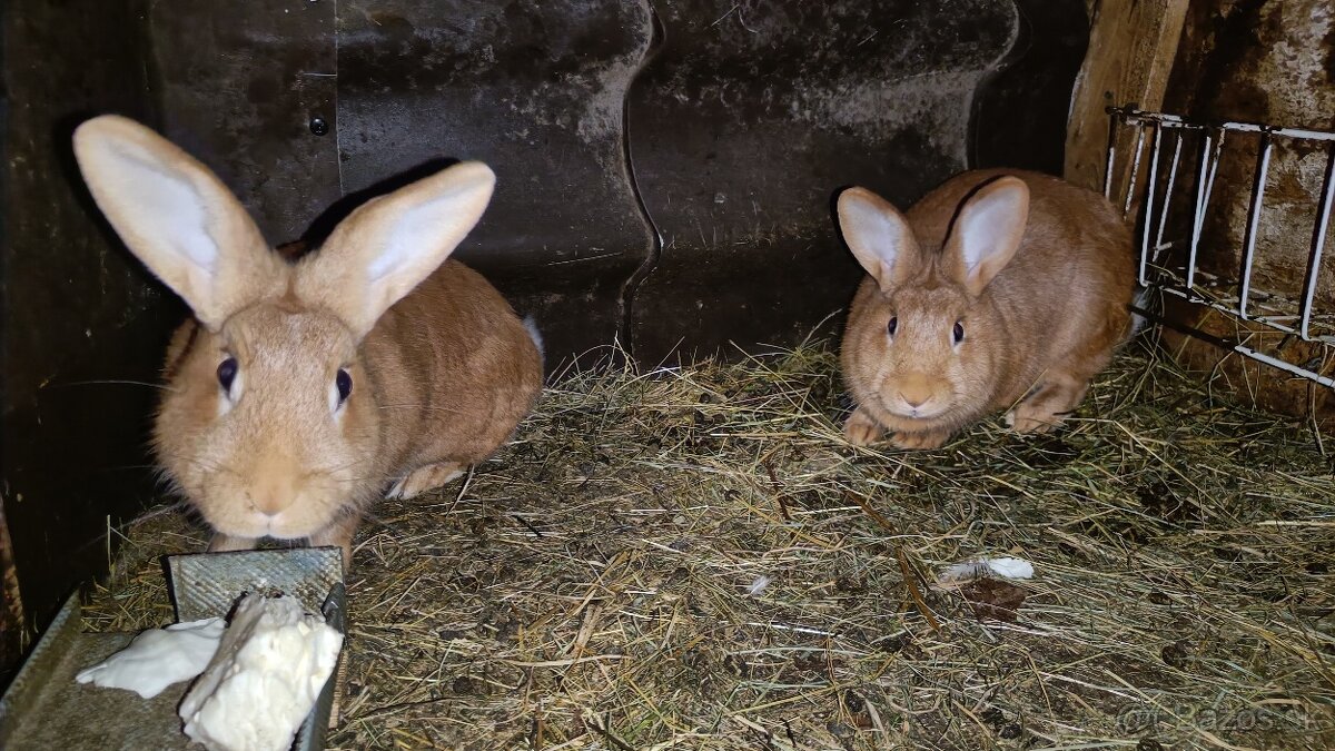 Predám Burgundského králika - 4