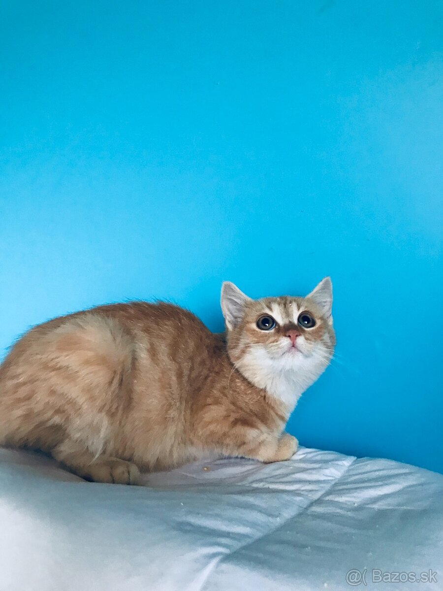 CLYDE SI HĽADÁ DOMOV VO VNÚTRI - 4