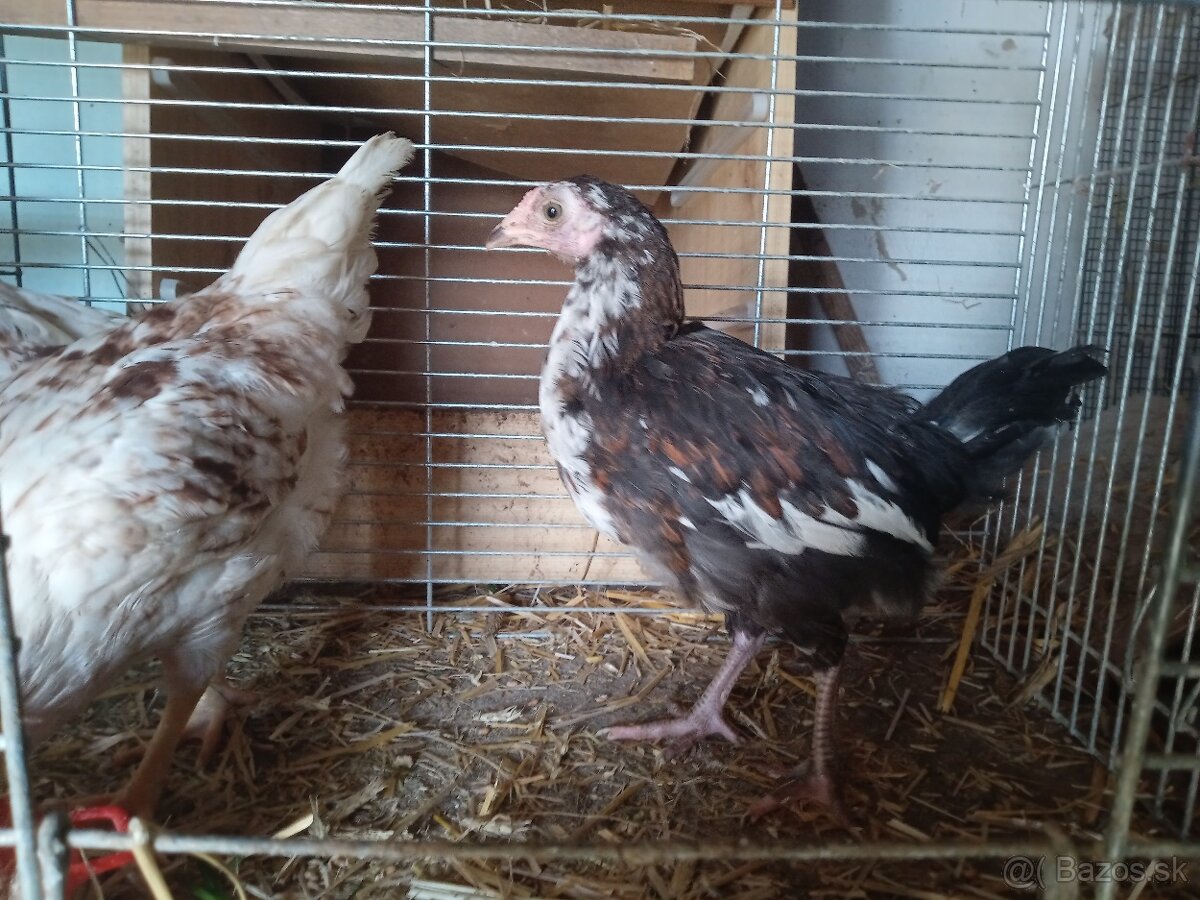 Predám 4 kuriatka - 4