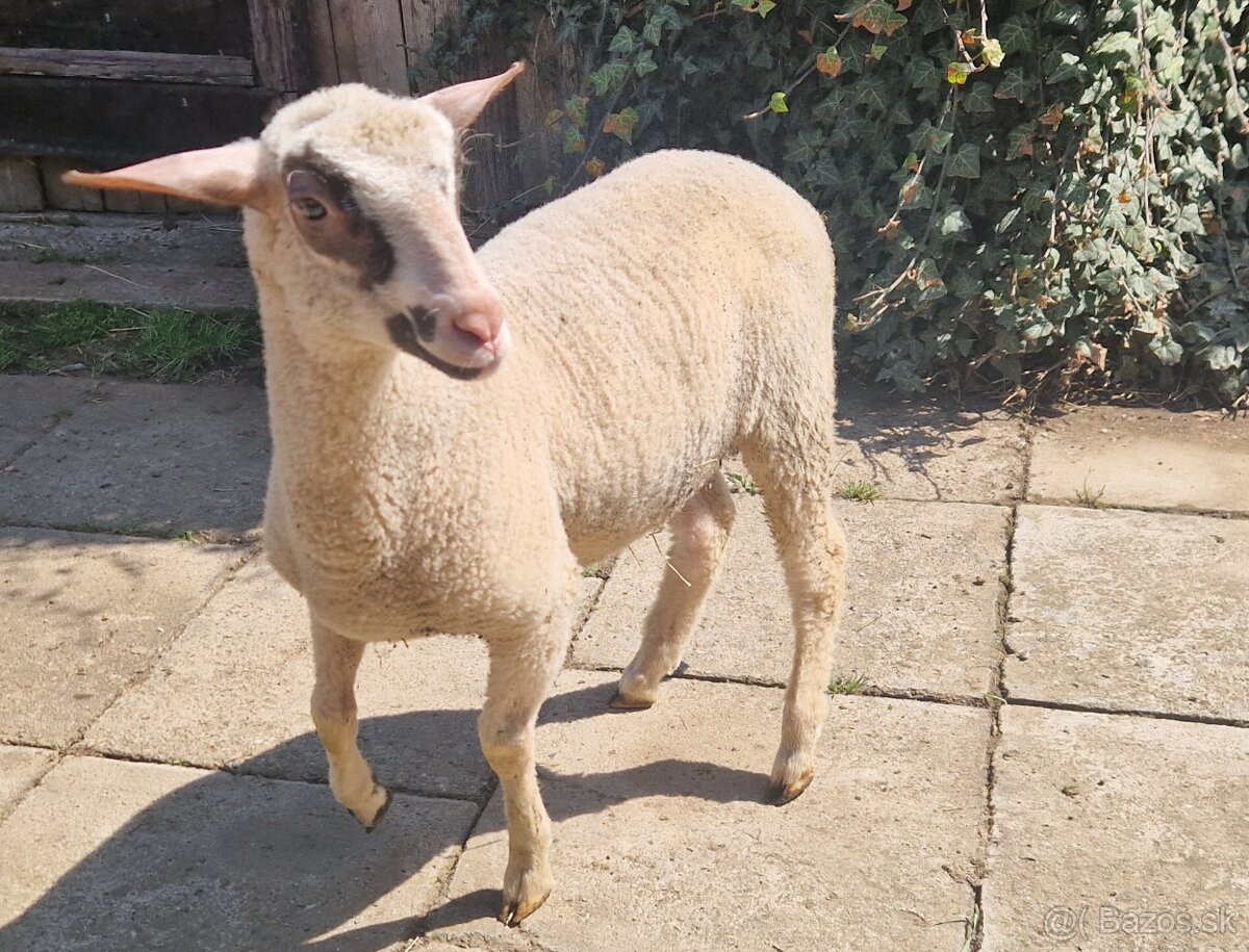 Predaj jahniat - 4
