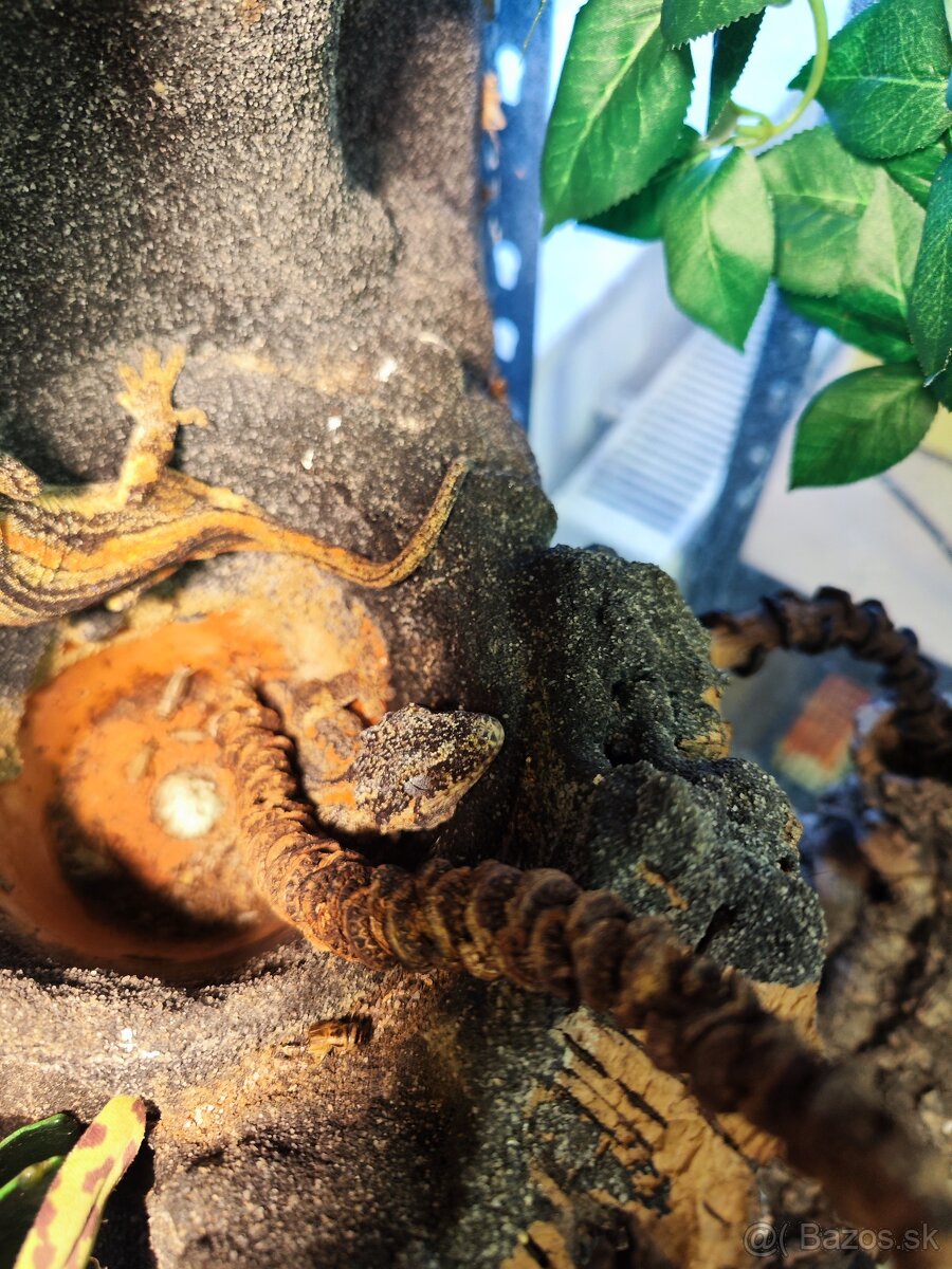 Predám terarium s pagekonmi - 4