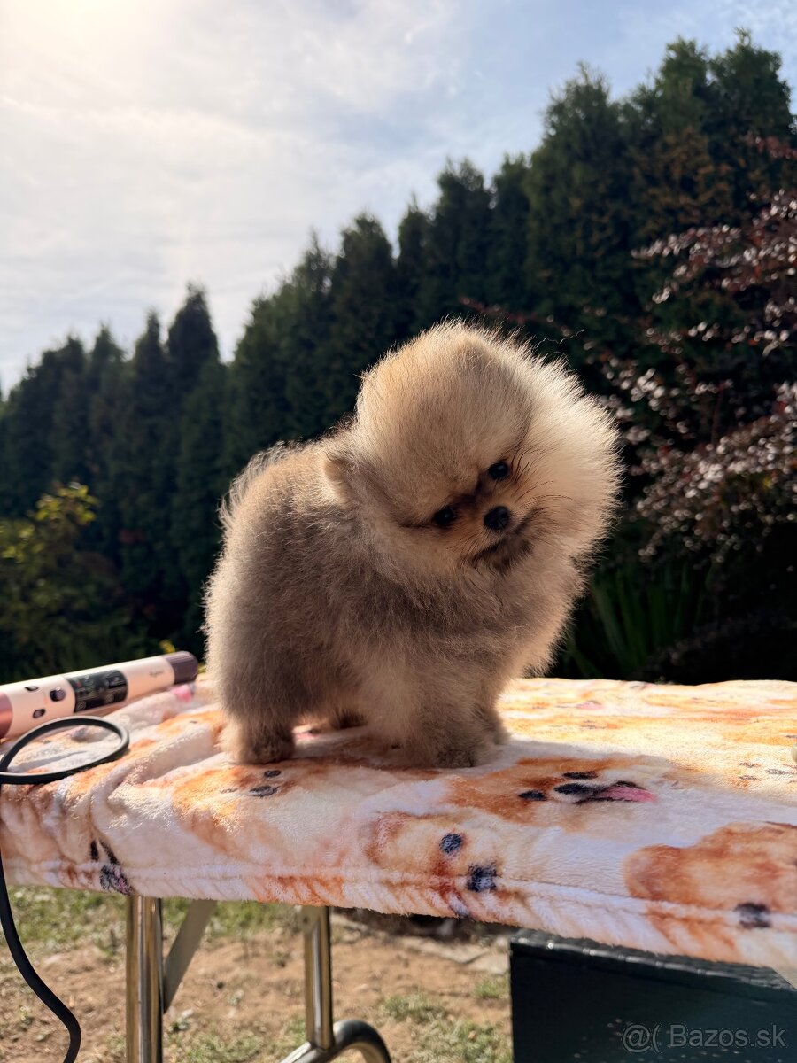Pomeranian s PP - 4