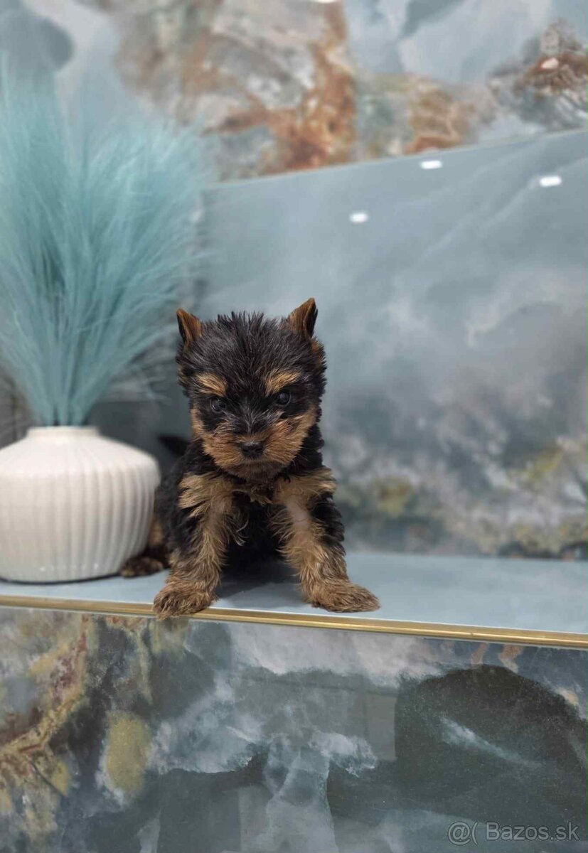 Yorkshirsky terier - 4