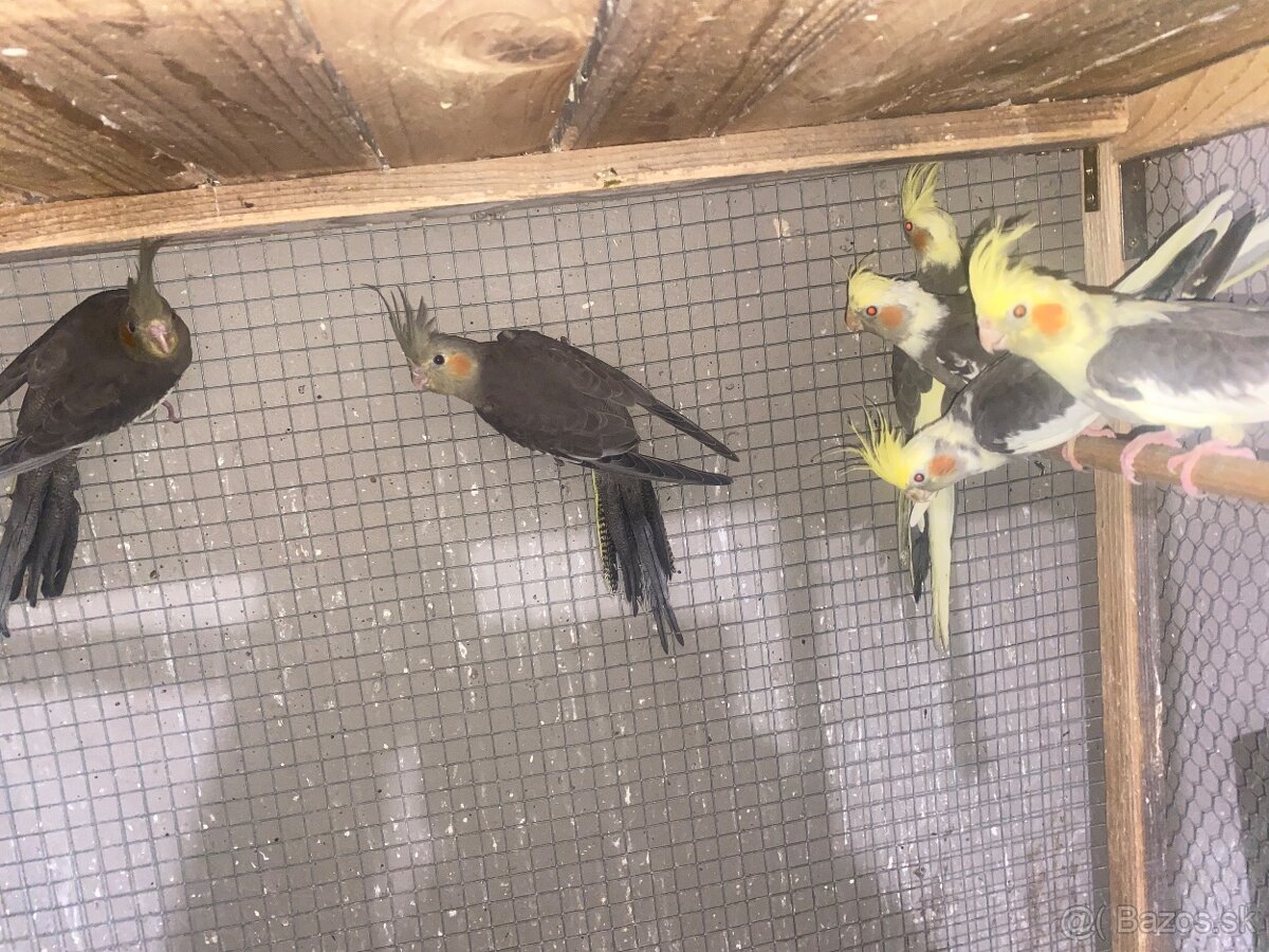 Mladé andulky a korely - 4