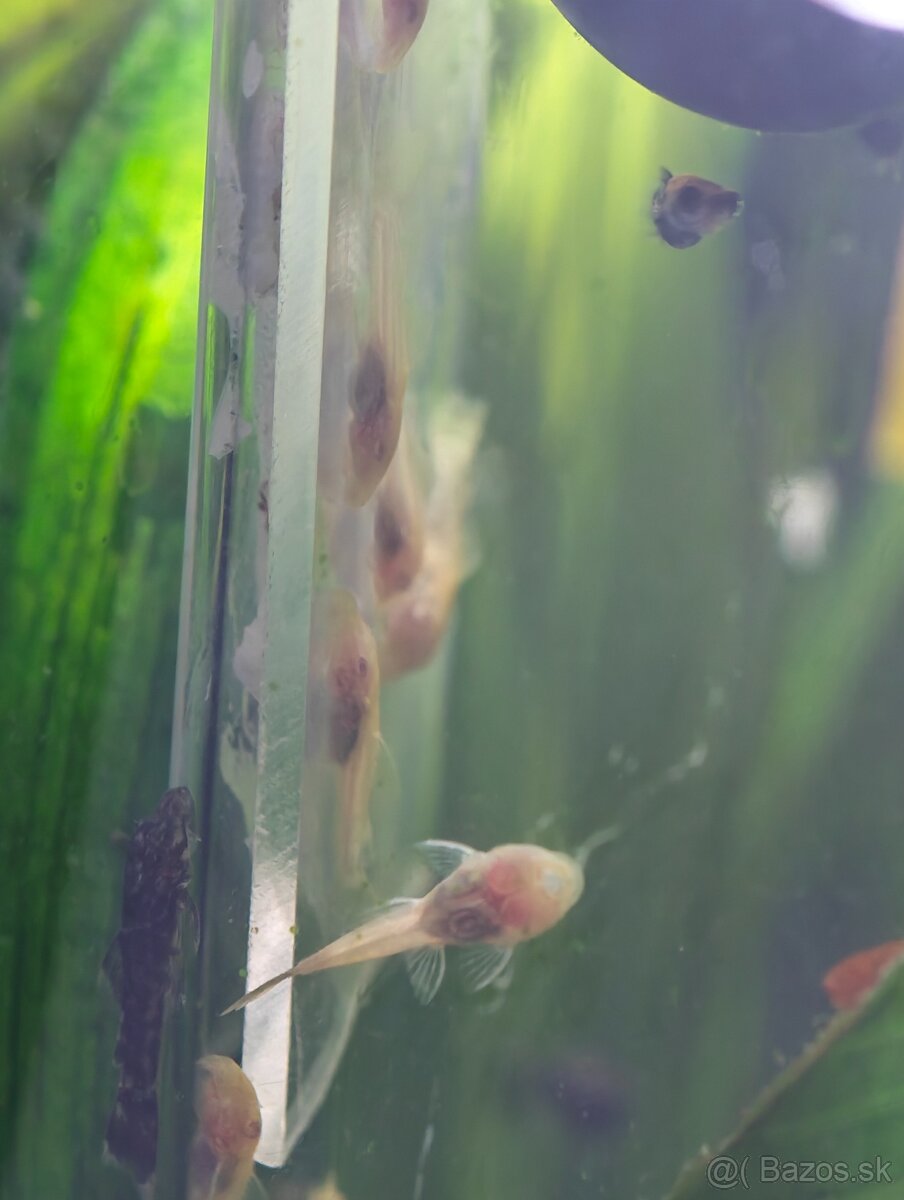 Predávam ryby - 4