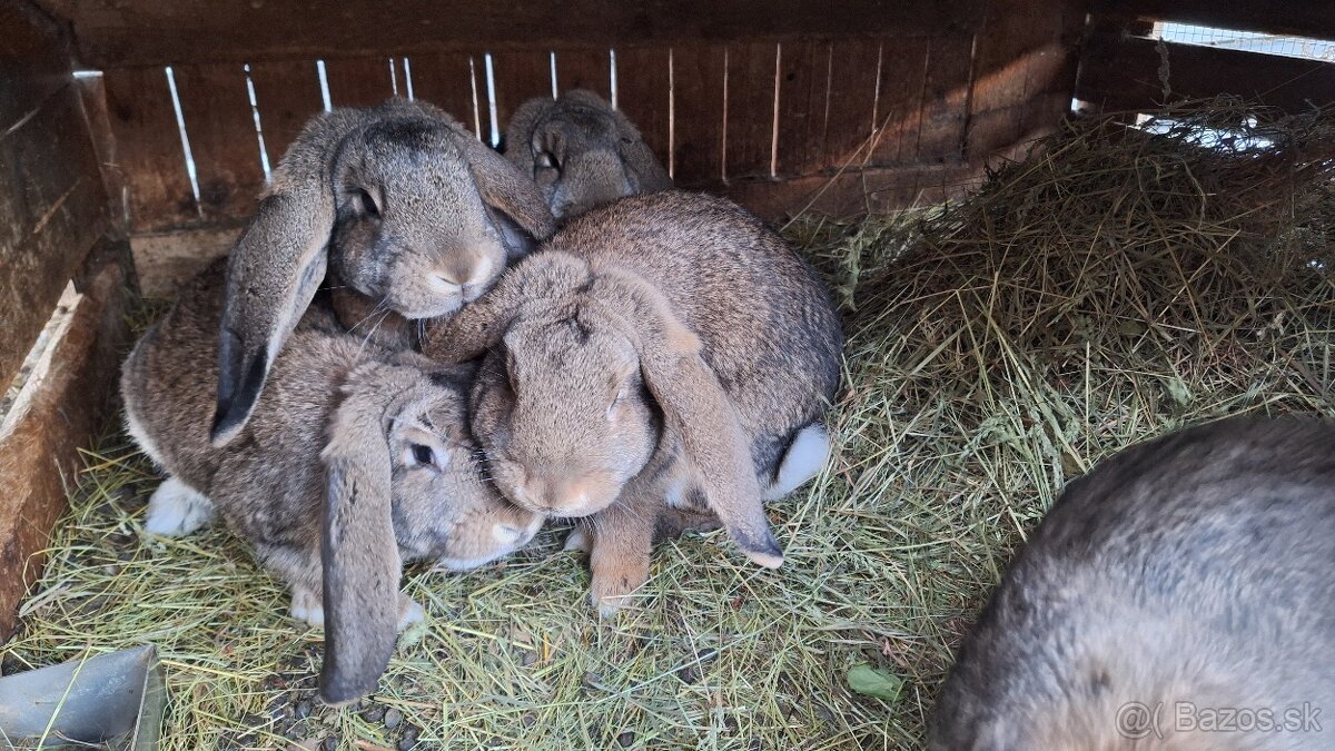 Francúzsky baran - 4