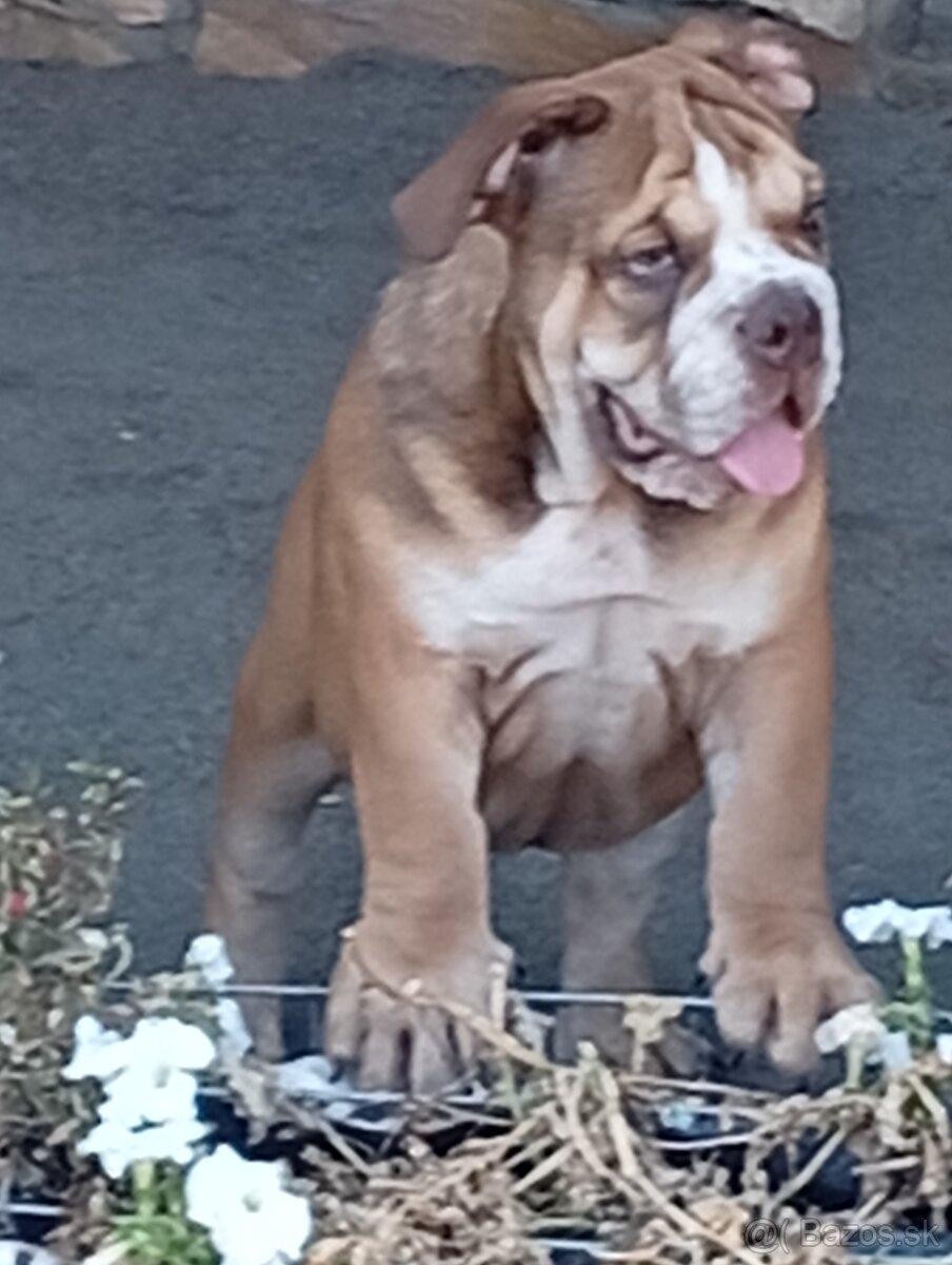 Anglicky buldog - 4