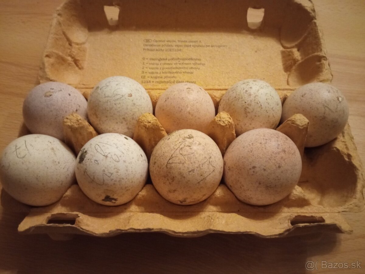 Predám moriaka a morky divé - 4