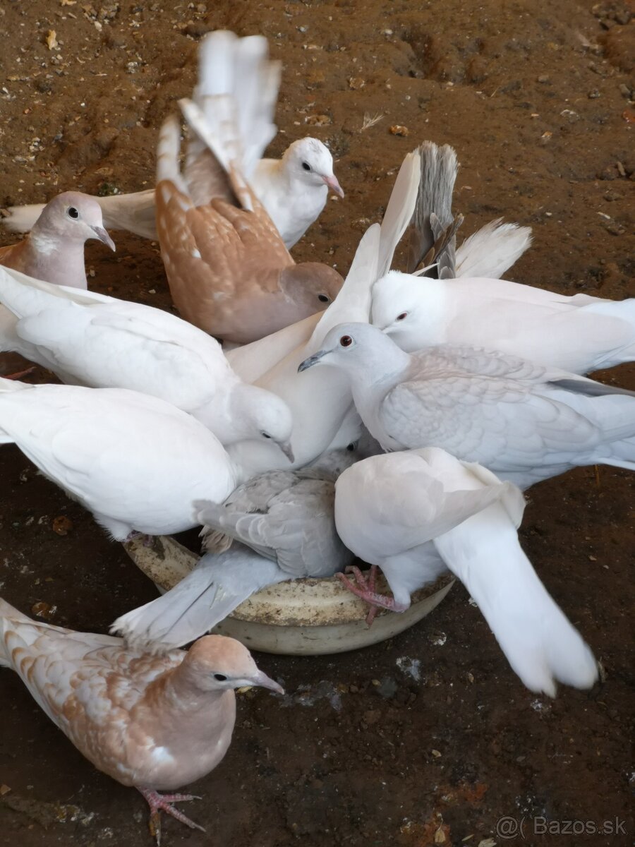 HRDLIČKY CHICHOTAVÉ - 4