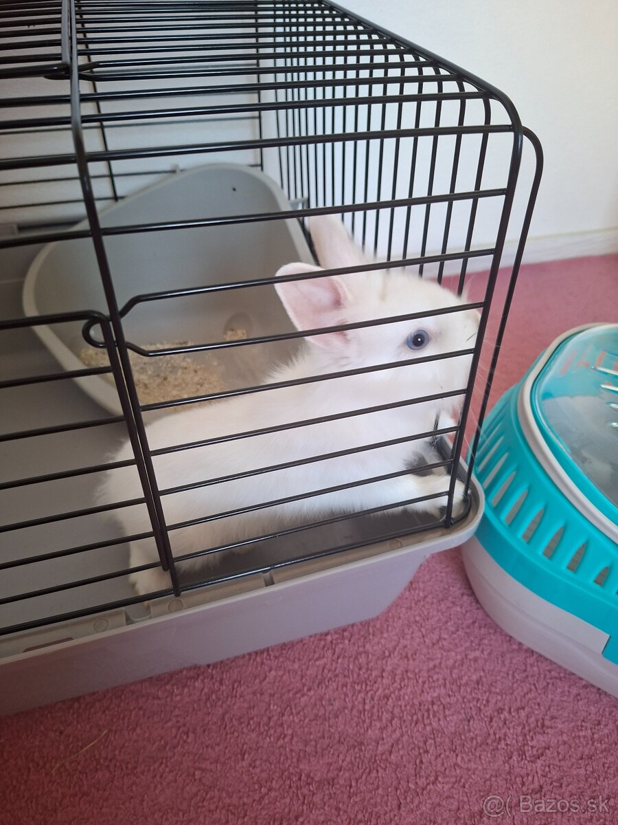 Zakrsly králik levík s modrými očkami - 4