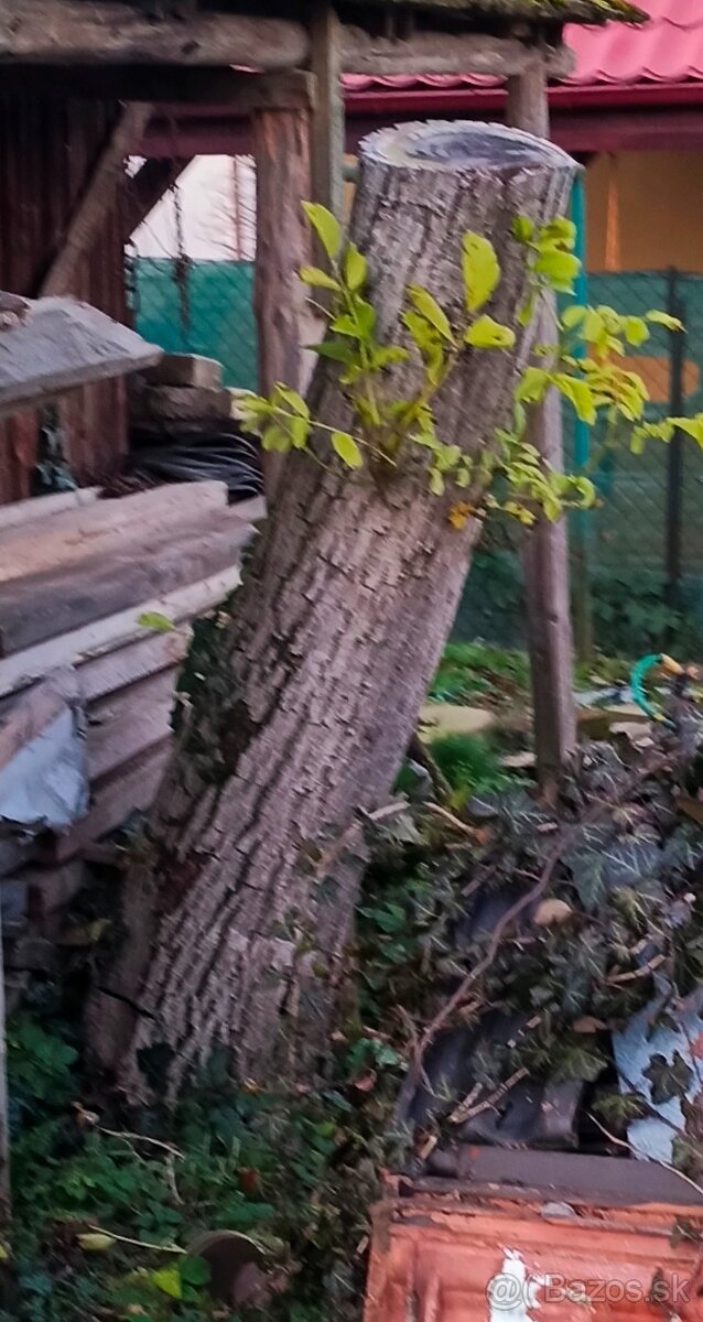 Predám orechové drevo gulatinu - 4