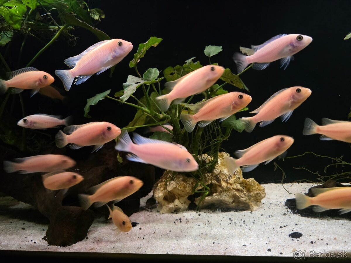 Maylandia estherae - 4