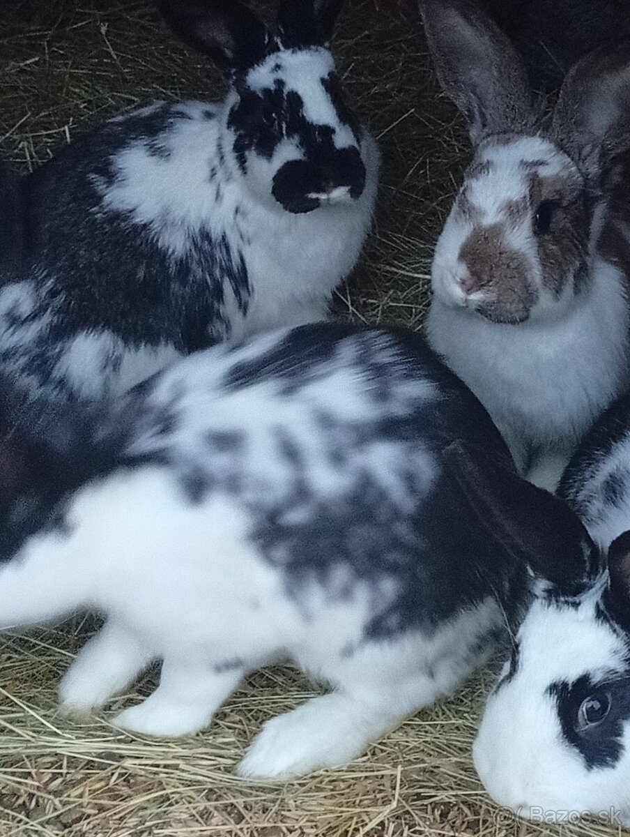 Zajace Samičky a samce - 4