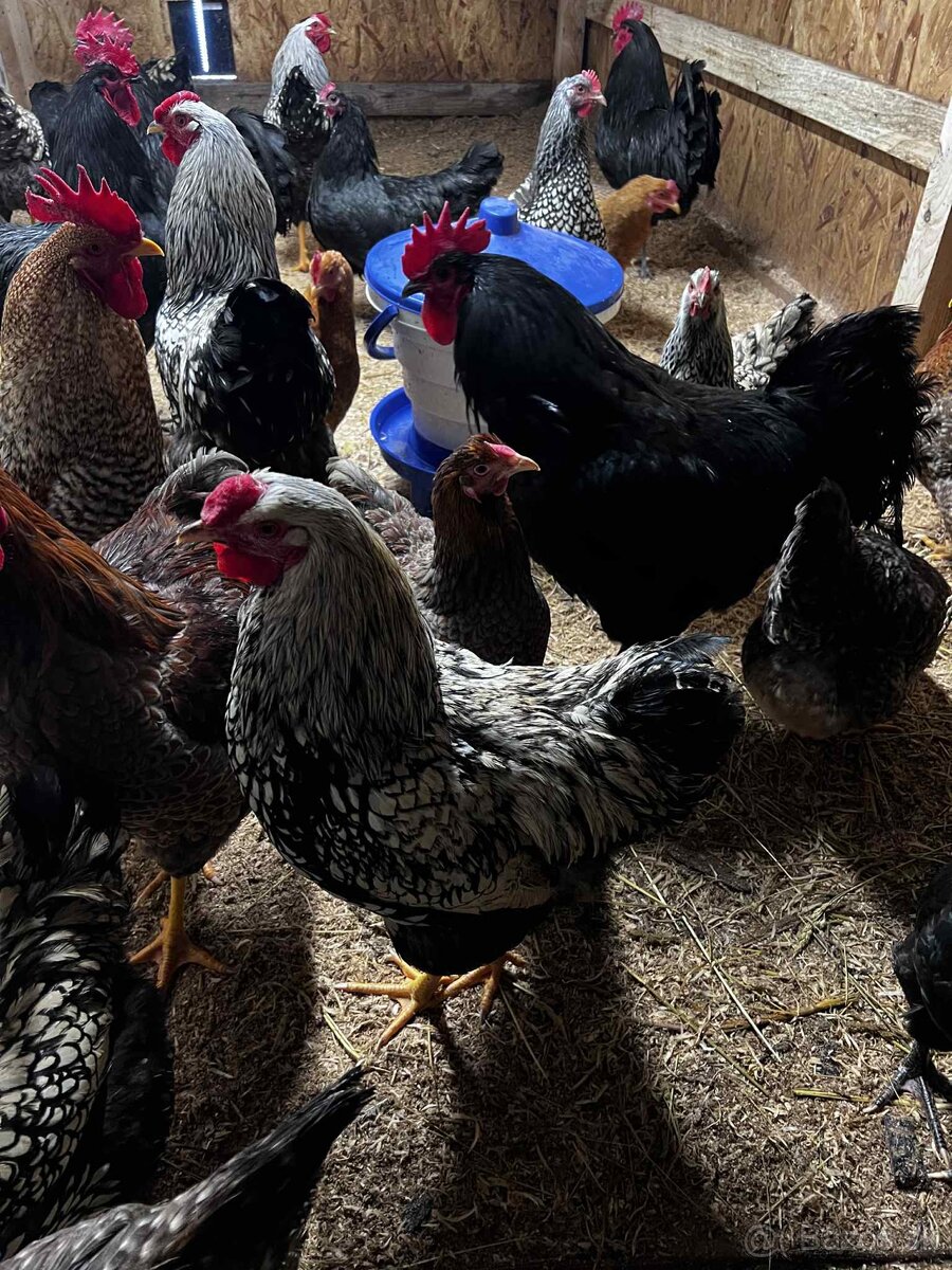 Predám kohútov - 4
