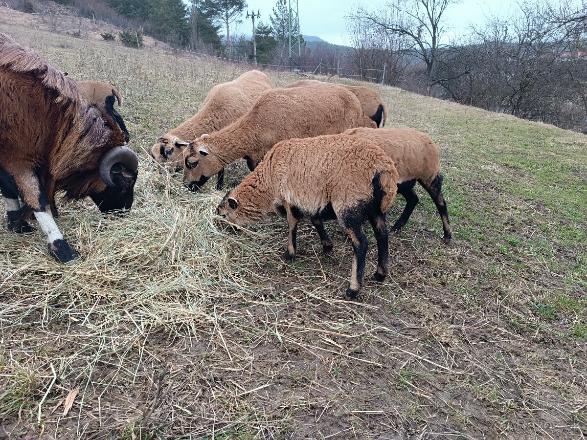 Kamerúnske ovce - 4