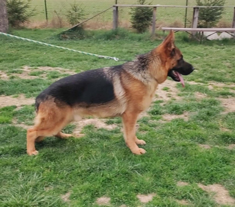 Nemecký ovčiak s PP - 4