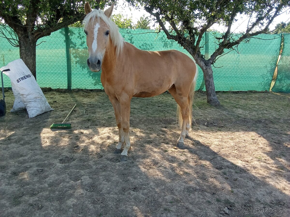 Český športový pony - 4