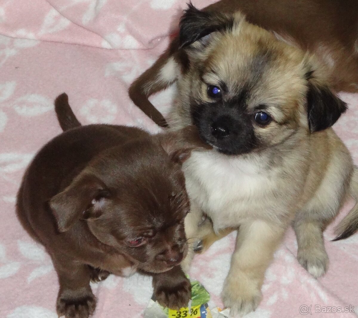 čivava krátkosrstá,dlhosrstá - 4