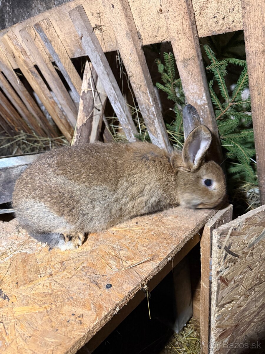 Králiky-Krížence mäsových plemien - 4