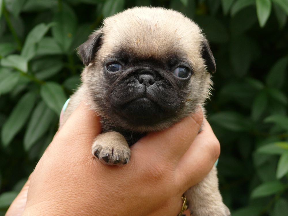 Mops - Štěňátka - 4