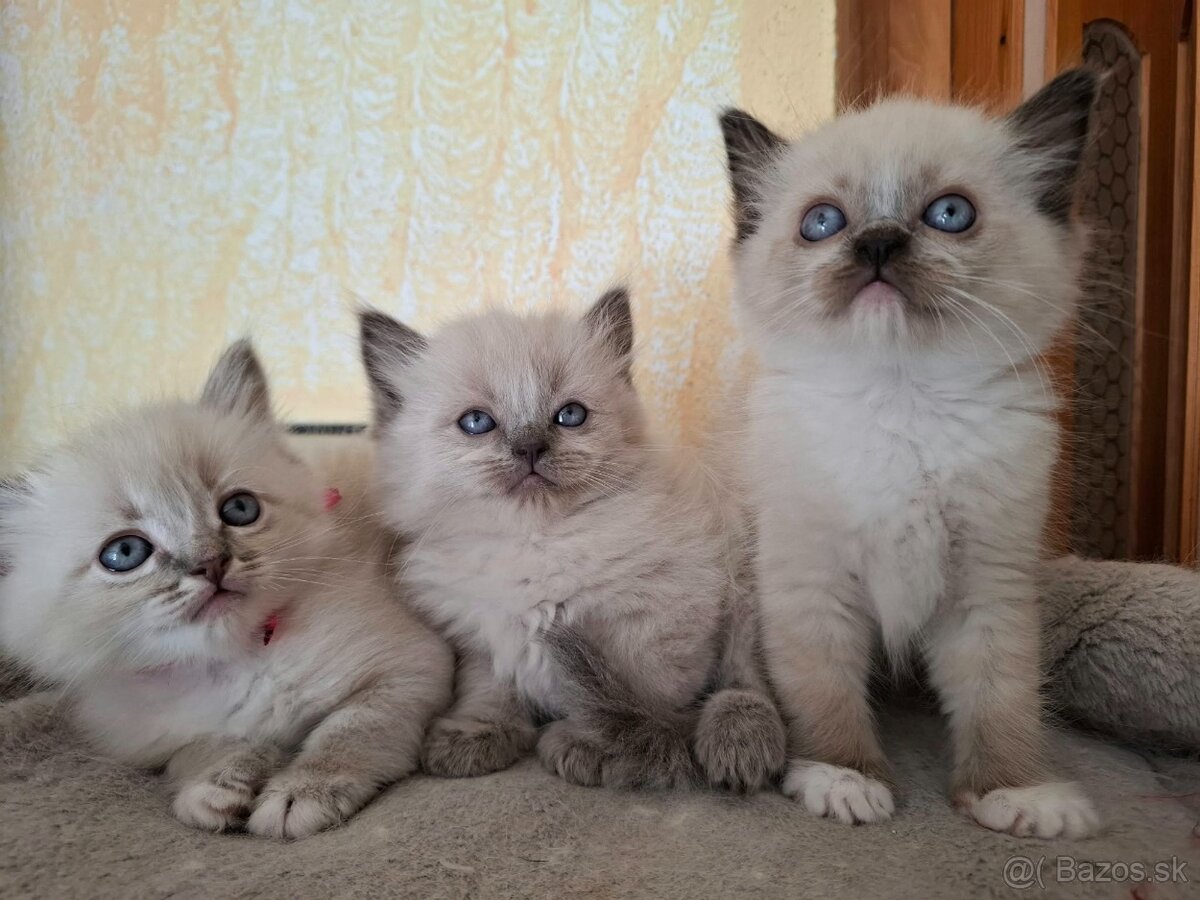 Čistokrvné Ragdoll mačiatka - 4