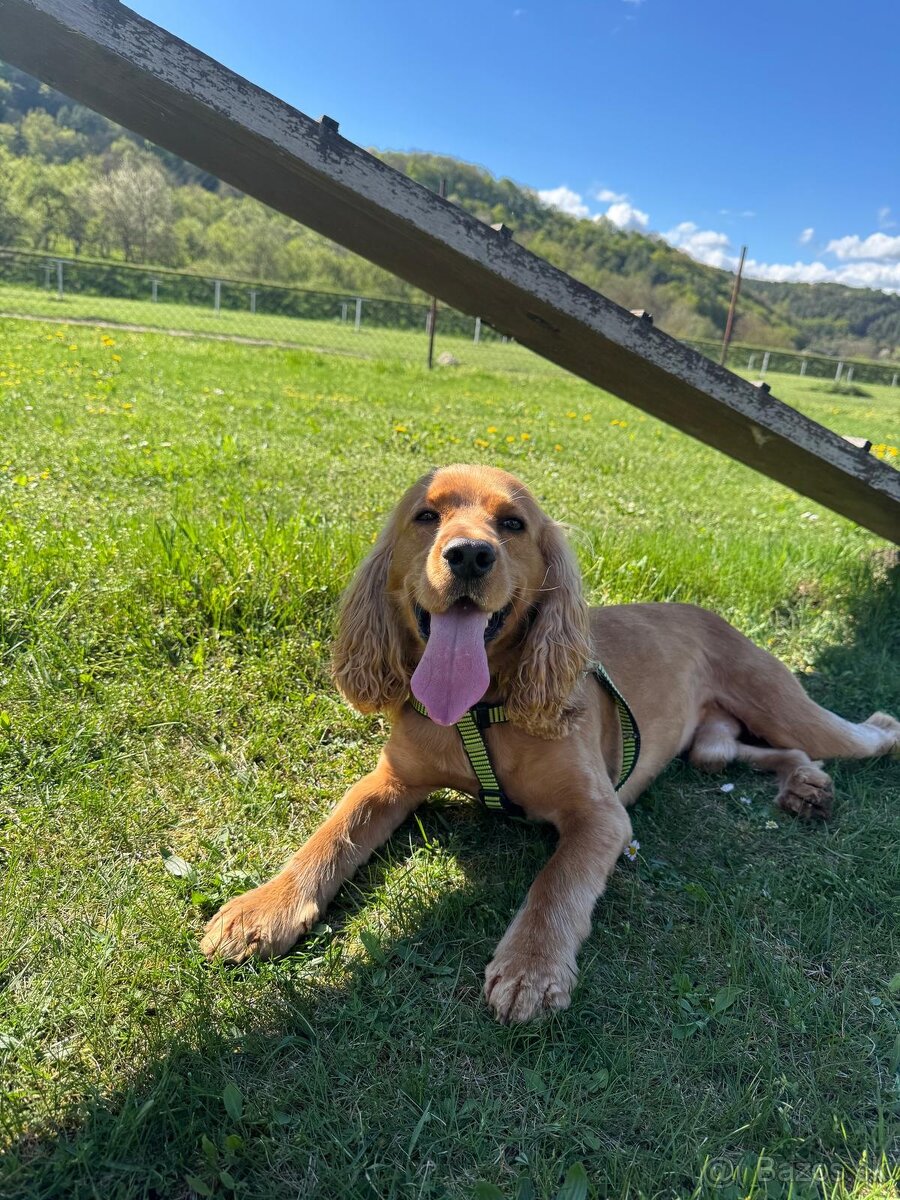 Krytie anglický kokerspaniel - 4